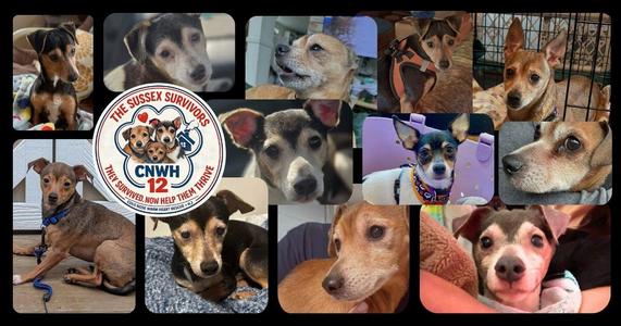 Rescued dog cared for by Cold Nose Warm Heart, a nonprofit animal rescue partner