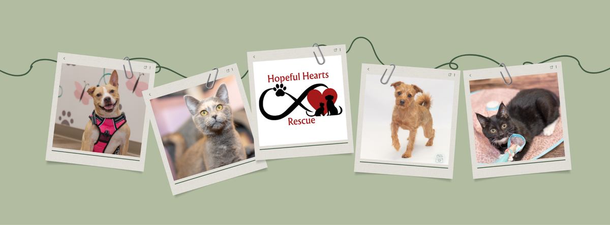 Rescued animal cared for by Hopeful Hearts Rescue, a nonprofit animal rescue partner