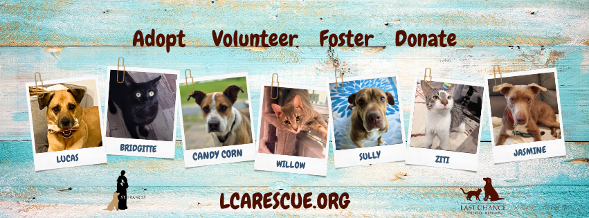 Rescued dog at Last Chance Animal Rescue, a nonprofit animal rescue partner