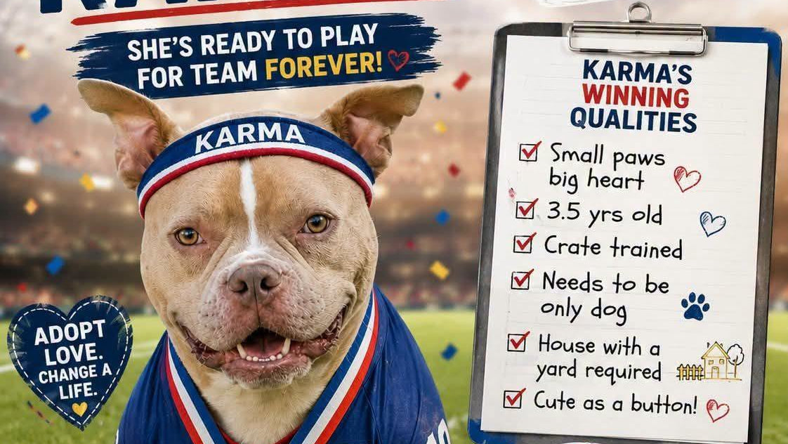 Rescued pit bull cared for by It's The Pits Dog Rescue, a nonprofit animal rescue partner