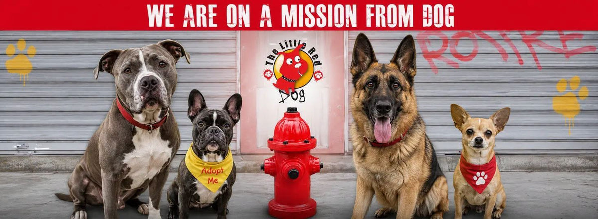 Rescued dog cared for by The Little Red Dog, a nonprofit animal rescue partner