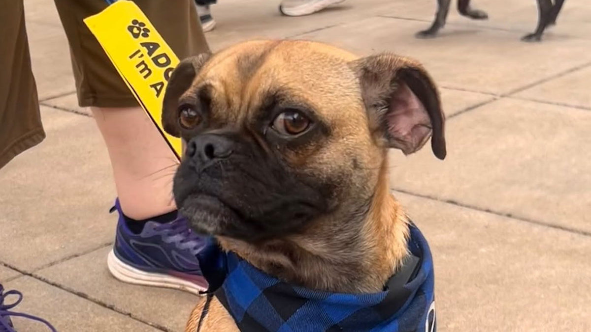 Rescued pug cared for by Pacific Pug Rescue, a nonprofit animal rescue partner