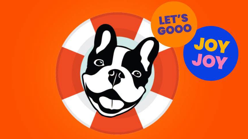 Rescued French bulldog cared for by French Bulldog Rescue Network, a nonprofit rescue partner