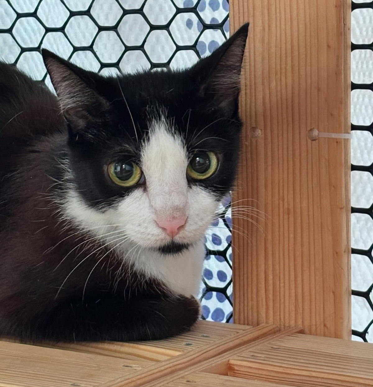 Visitor petting a cat at Cassie's Cats, a Ventura, California cat lounge and adoption center