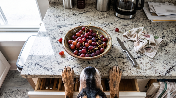 Can Dogs Eat Grapes? What Makes Them So Dangerous
