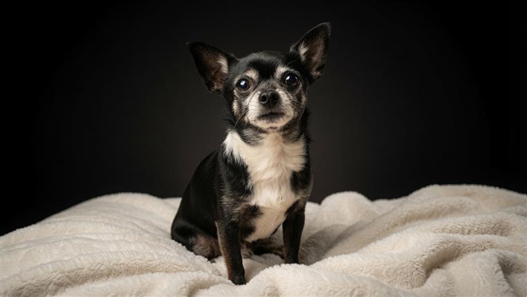 Rescued puppy cared for by Dogs Without Borders, a Los Angeles foster-based dog rescue nonprofit