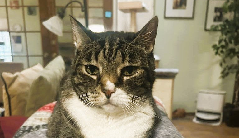 June's Senior Cat Rescue