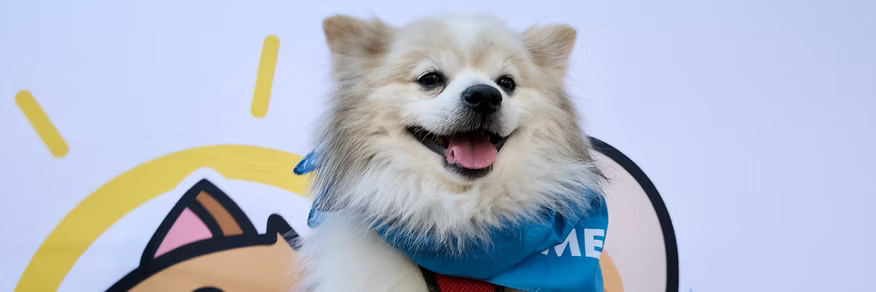 OC Pom Rescue
