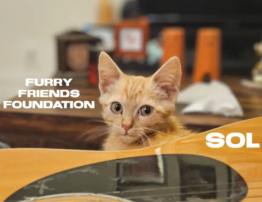 Rescued cat cared for by Furry Friends Foundation, a Los Angeles, California cat adoption nonprofit