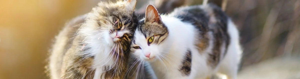 Rescued animal cared for by Animal Kind, a nonprofit animal rescue partner
