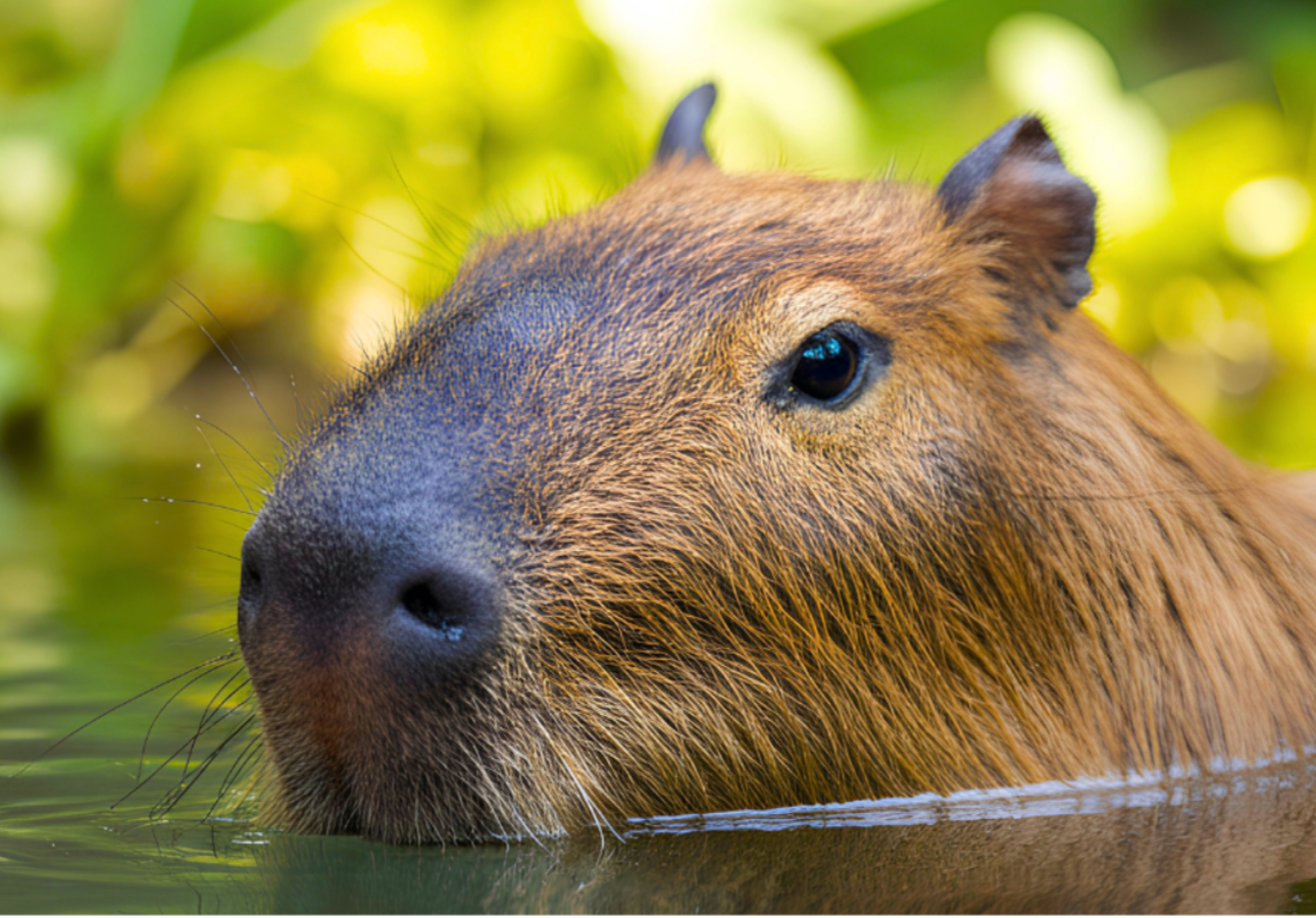 Capybara partially submerged in water with a blurred green background