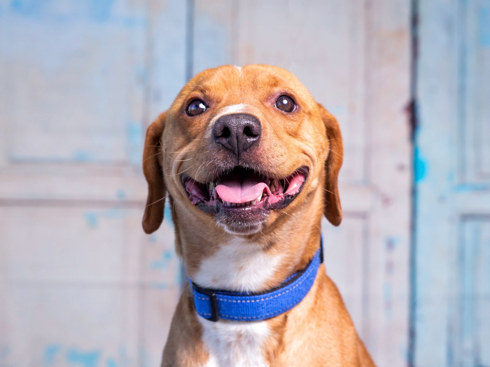 Dog with a blue collar looking up against a light blue background