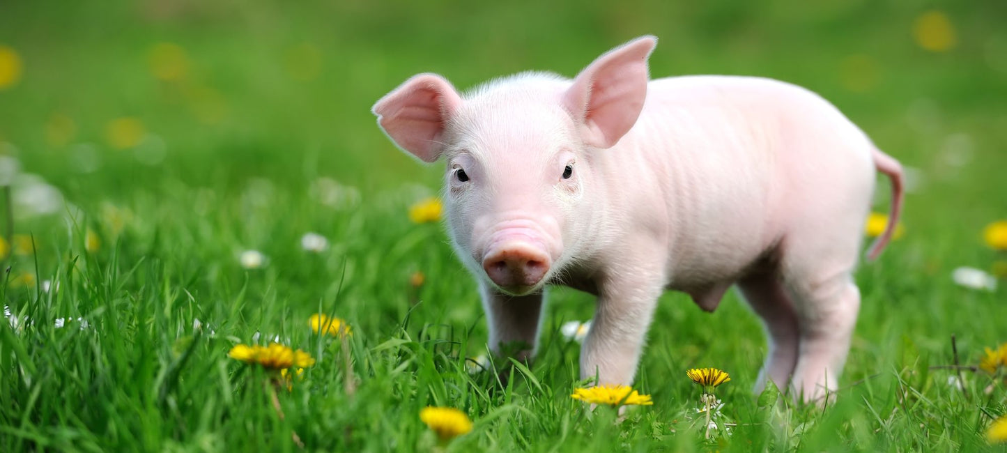 A piglet standing in a fresh grassy prairie — Pigs, Period collection by Animals, Period. Pigs rank above dogs in problem-solving intelligence tests, form complex social bonds, and demonstrate self-awareness. Farm animal sanctuaries provide lifelong care for pigs rescued from neglect and industrial farming.