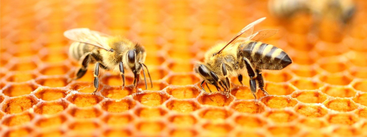 Macro close-up of two honeybees working on a glowing golden honeycomb — Bees, Period collection by Animals, Period. Bees pollinate 75% of the world's flowering plants and 35% of global food crops. Over 700 North American bee species are at risk. Without bees, one-third of the food we eat would not exist. Shop bee advocate apparel that gives back.
