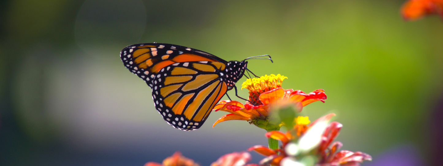 Monarch butterfly with orange and black wings feeding on a bright red and yellow zinnia flower against a green background — Butterflies, Period collection by Animals, Period. The monarch butterfly is listed as endangered by the IUCN. Western monarch populations have declined by over 99% since the 1980s due to habitat loss, pesticides, and climate change.