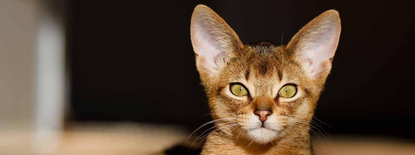 Close-up portrait of an Abyssinian cat with striking green-amber eyes against a dark background — Cats, Period collection by Animals, Period. Approximately 273,000 cats were euthanized in U.S. shelters in 2024. Research shows cats form secure attachment bonds with their humans and show measurable stress when separated from the people they've chosen.
