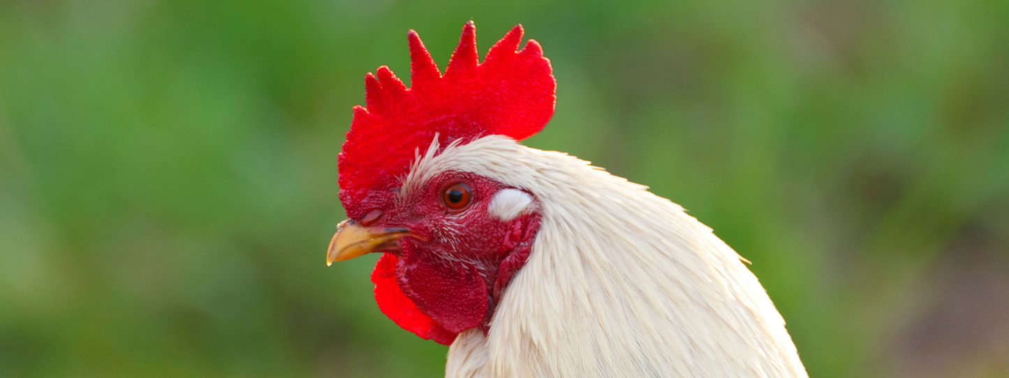 Close-up portrait of a white rooster with a bright red comb and wattles against a soft green background — Chickens, Period collection by Animals, Period. Chickens communicate with over 30 distinct vocalizations, demonstrate empathy, and show signs of REM sleep — meaning they likely dream. They are far more cognitively complex than most people realize.