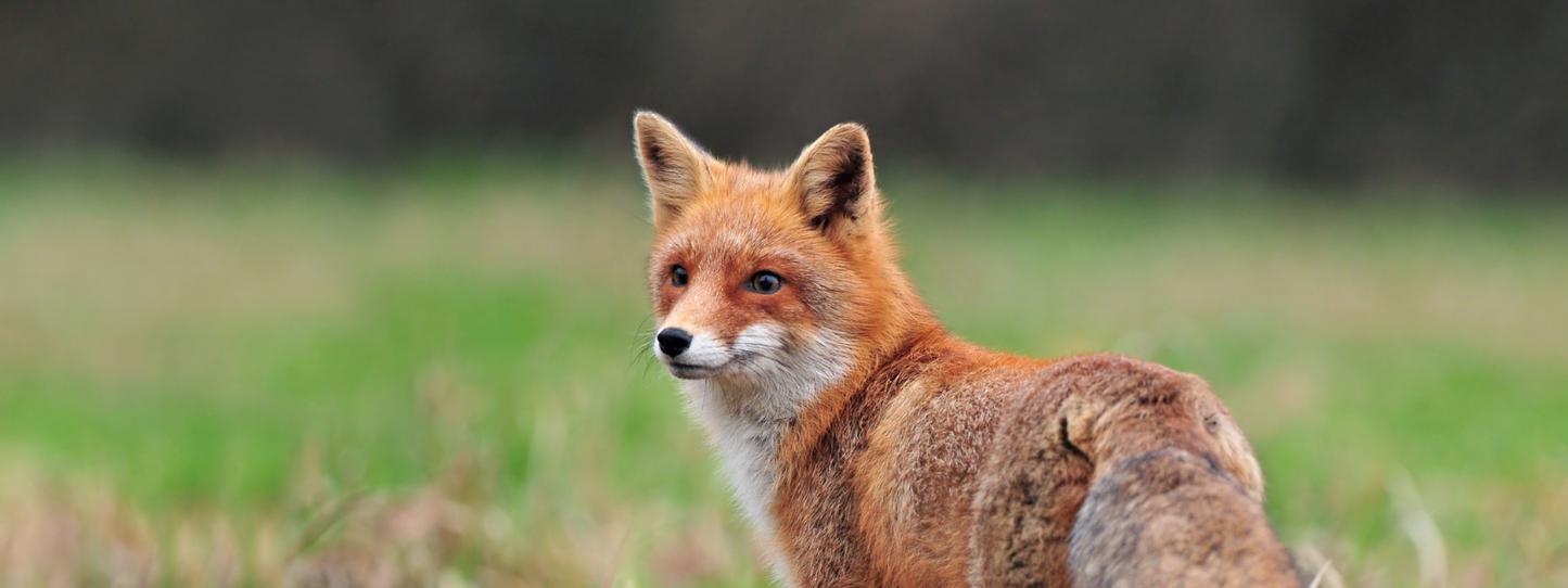Red fox with bright amber fur standing alertly in a green grassy field, looking over its shoulder — Foxes, Period collection by Animals, Period. Foxes use complex hunting strategies, cache food for later retrieval, and have colonized urban environments by learning to navigate human behavior. The San Joaquin kit fox is listed as endangered in the United States.