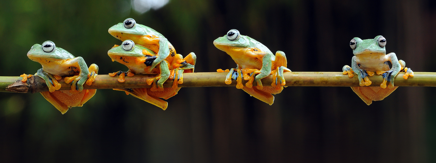 Four vibrantly colored green and orange Java flying tree frogs lined up on a bamboo shoot against a dark green forest background — Frogs, Period collection by Animals, Period. Over 40% of amphibian species are threatened with extinction. Frogs absorb toxins through their permeable skin, making them the most sensitive environmental indicators on earth.