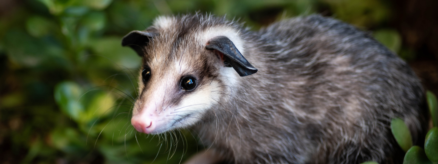 Close-up of a young Virginia opossum with soft grey fur, bright eyes, and a pink nose against a blurred green background — Opossums, Period collection by Animals, Period. A single opossum eats up to 5,000 ticks per season, is virtually immune to rabies, and is North America's only marsupial. Massively underrated and chronically misunderstood.