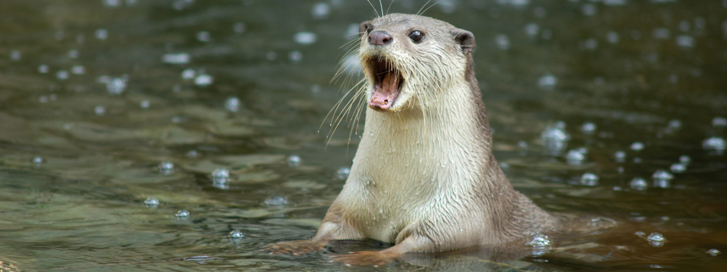 An otter emerging from water with its mouth wide open, appearing to vocalize, water drops catching the light around it — Otters, Period collection by Animals, Period. Sea otters are a keystone species that control sea urchin populations, protecting kelp forests that sequester carbon and shelter marine life. All thirteen otter species are in decline.