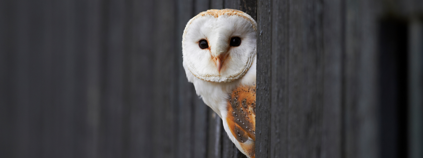 A barn owl with a distinctive heart-shaped white face peeking around a weathered wooden post against a grey background — Owls, Period collection by Animals, Period. A single barn owl family consumes over 1,000 rodents per nesting season. Barn owls have declined sharply due to rodenticide poisoning and loss of nesting habitat. Over 30 owl species are threatened globally.