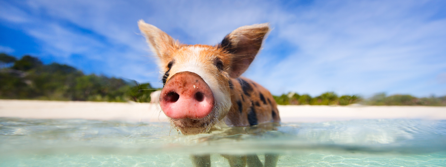 A spotted piglet swimming in crystal-clear turquoise water off a white sandy beach in the Bahamas — Pigs, Period collection by Animals, Period. Pigs rank above dogs in problem-solving intelligence tests, form complex social bonds, and demonstrate self-awareness. Farm animal sanctuaries provide lifelong care for pigs rescued from neglect and industrial farming.