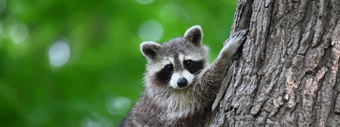 A young raccoon clinging to a tree trunk and looking at the camera with its distinctive black mask markings, surrounded by blurred green forest foliage — Raccoons, Period collection by Animals, Period. Raccoons rank on par with monkeys in problem-solving ability and can remember solutions to tasks for up to three years. Shop raccoon apparel.