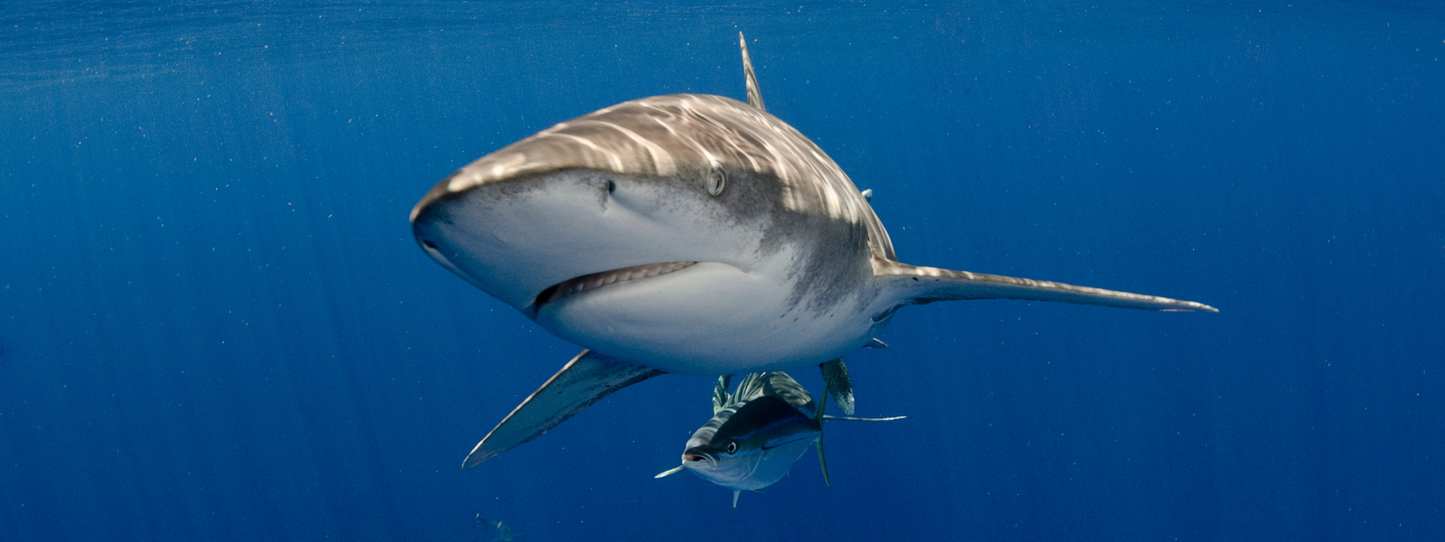 An oceanic whitetip shark gliding through deep blue open water with smaller fish swimming alongside beneath it — Sharks, Period collection by Animals, Period. Over a third of all shark species are threatened with extinction. As apex predators, sharks regulate the food chain and maintain the health of coral reefs and seagrass beds worldwide.
