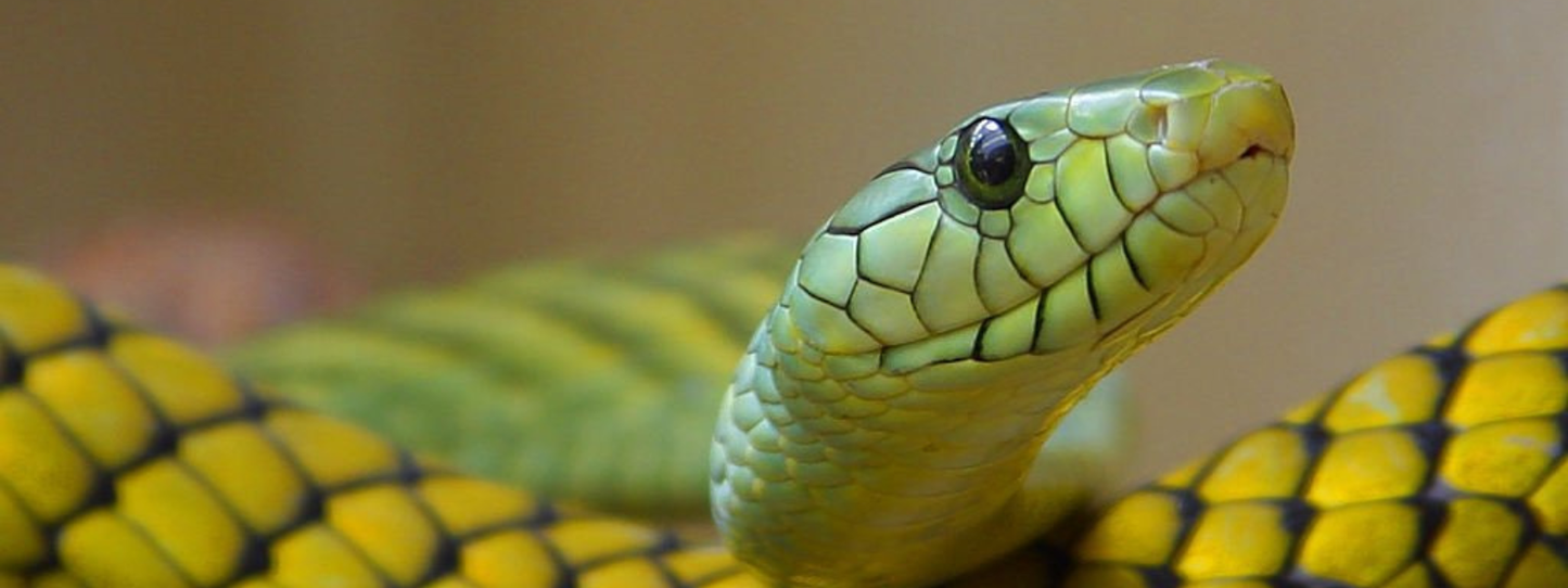 A vivid green and yellow snake with its head raised, showing intricate scale detail in close focus against a blurred background — Snakes, Period collection by Animals, Period. Snakes control rodent and insect populations while serving as prey for eagles, hawks, and other wildlife. Many species are declining due to habitat destruction and human persecution.