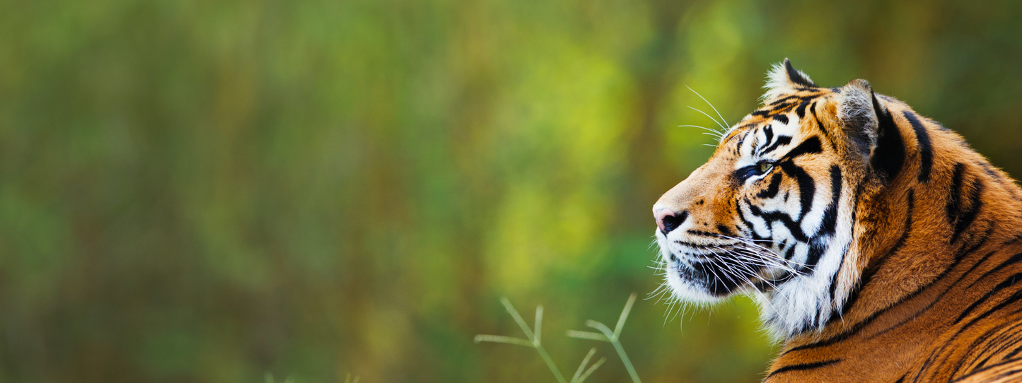 A Bengal tiger in side profile gazing intently into the distance, bold orange and black stripes against a blurred green jungle background — Tigers, Period collection by Animals, Period. Fewer than 4,000 tigers remain in the wild. All six surviving tiger subspecies are endangered, and three have gone extinct in the past century alone.