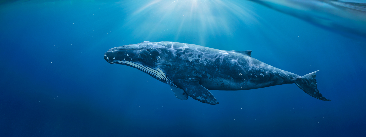 A humpback whale swimming alone through sunlit deep blue ocean water, light rays filtering from the surface above in dramatic shafts — Whales, Period collection by Animals, Period. Whale waste fertilizes phytoplankton responsible for over half the world's oxygen. The North Atlantic right whale has fewer than 360 individuals remaining.
